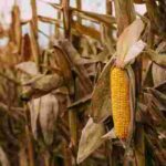 Найвідоміші хвороби і шкідники кукурудзи: як з ними боротися