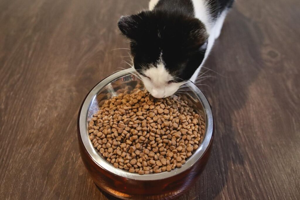як обрати корм для кота